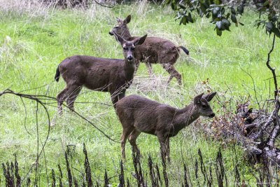 Black-Tailed Deer