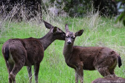 Black-Tailed Deer