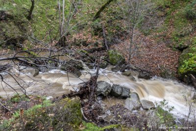 Upper Penitencia Creek