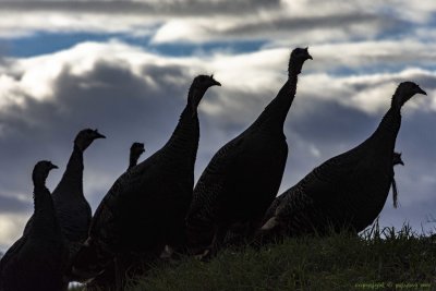 Survivors of the Thanksgiving holiday