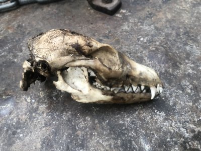 Coyote skull