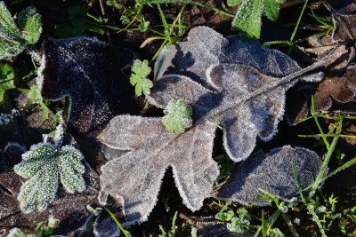 Frost on dead and fresh leaves