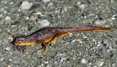Newt crossing a busy trail