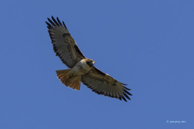 Red-tailed Hawk