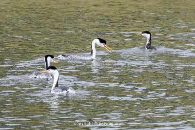Clark's Grebes and Western Grebe