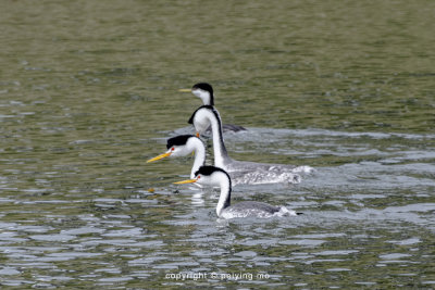 Clark's Grebes and Western Grebe