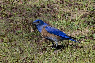 Western Bluebird: early bird gets the worm
