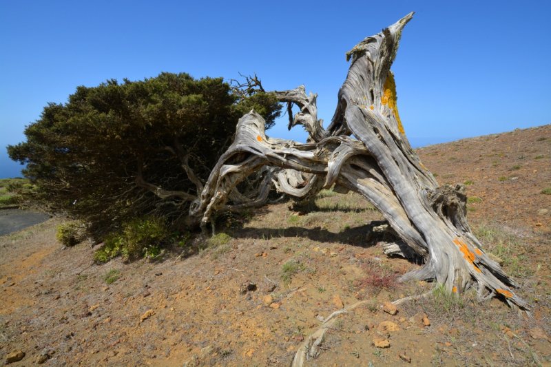 Old Sabina tree bent by the wind