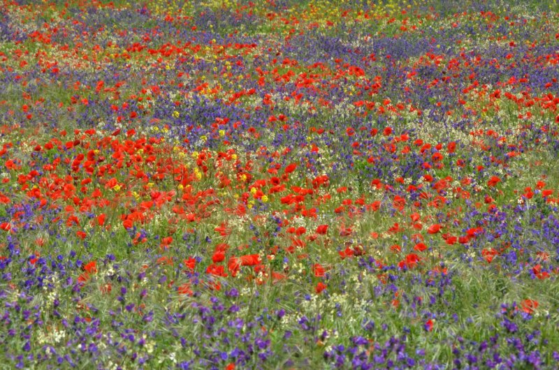 Country flowers