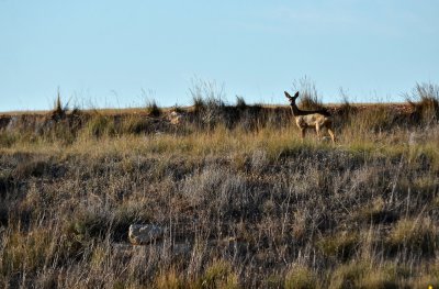 Roe deer watching me