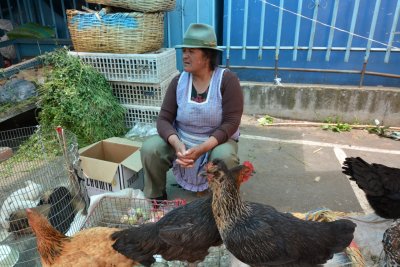 Sale of chickens