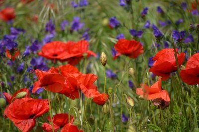 Poppies