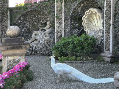 white peacock, iola bella