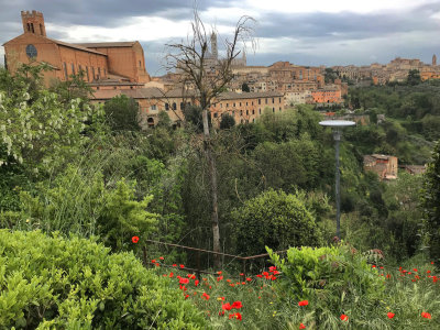 siena