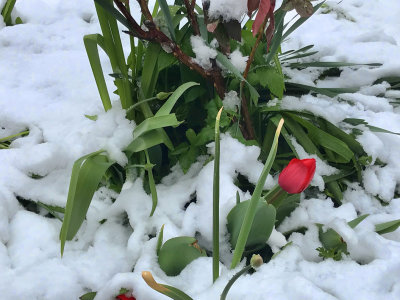 spring snow, renon