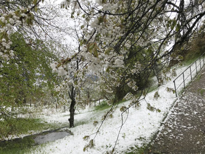 renon, snow and cherry blossoms