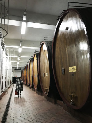 wine barrels, barolo