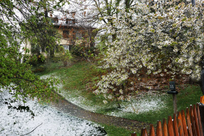 renon, snow and cherry blossoms