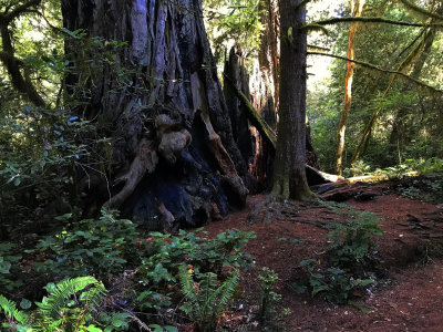 Avenue of the Giants