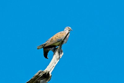 DSC_5038 small.jpg