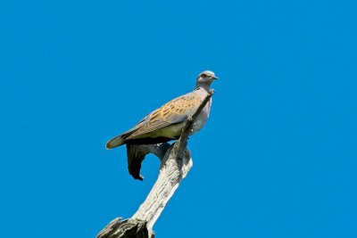 DSC_5043 small.jpg