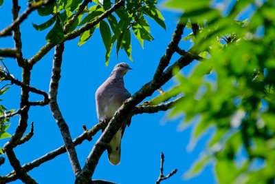 DSC_5075 small.jpg
