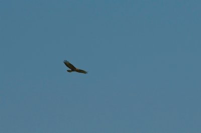 DSC_5103 small.jpg
