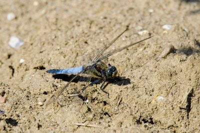 DSC_5136 small.jpg