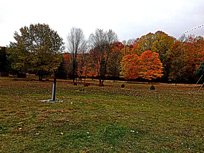 Naked tree.jpg