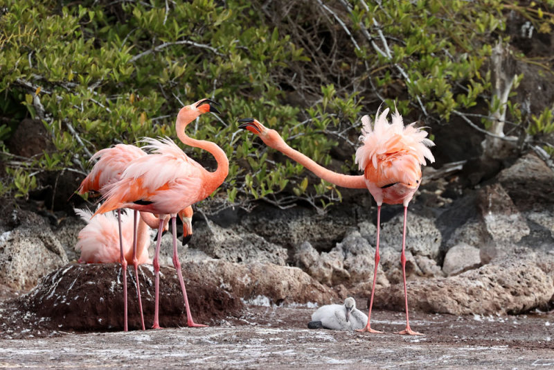 American flamingo.jpg