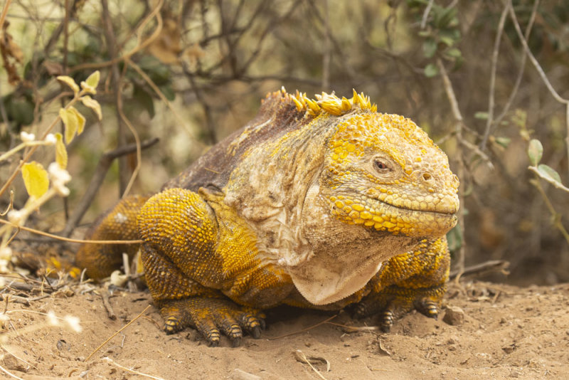 Land iguana.jpg