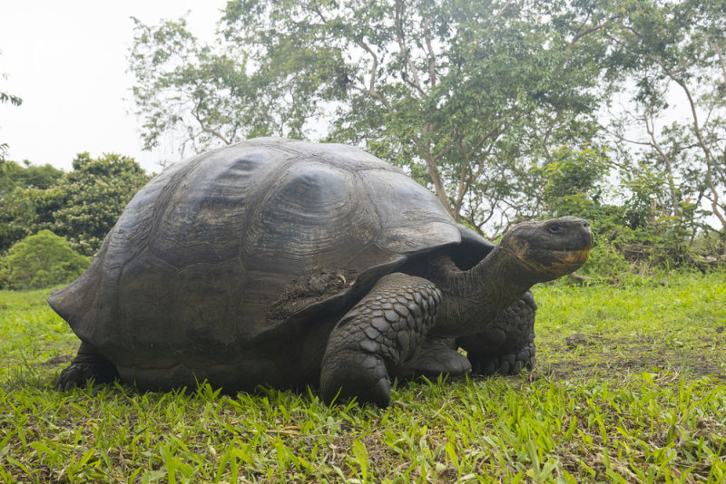 Giant tortoise.jpg