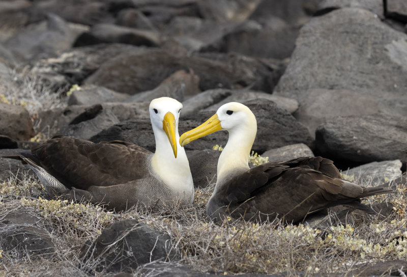 Waved Albatross.jpg