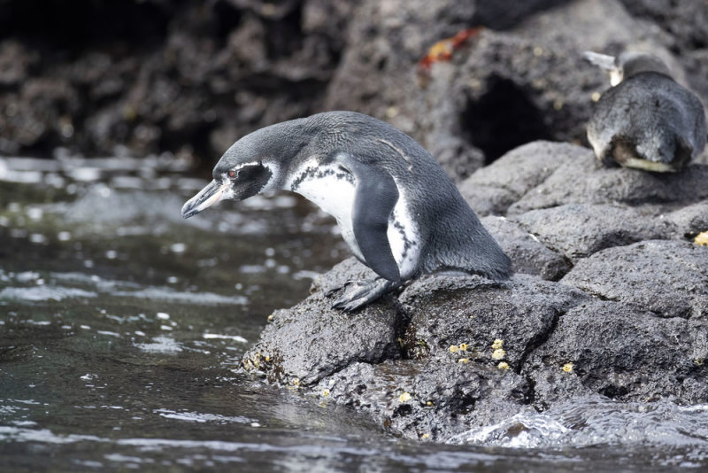 Galapagos Penguin.jpg