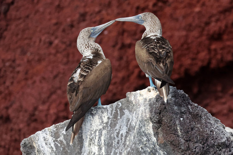 Blue footed Booby.jpg