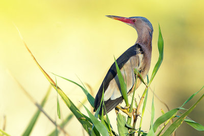 Woudaap ; Little Bittern; Ixobrychus minutus