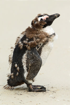 African Penguin