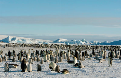 Emperor colony Weddell Sea, Antarctica