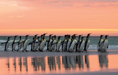 King Penguins