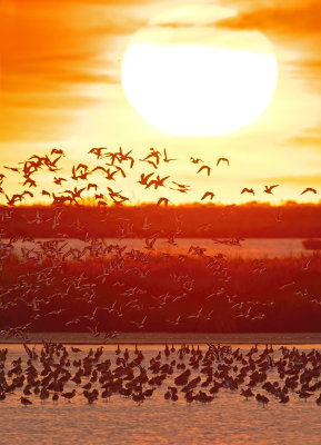 black-tailed_godwit