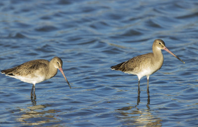 black-tailed_godwit