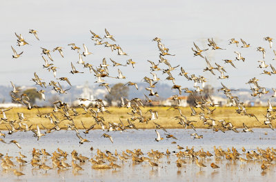 grutto; black-tailed godwit; limosa limosa