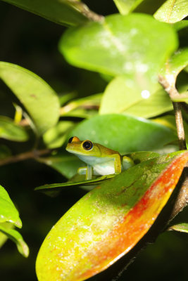 Frogs Madagascar