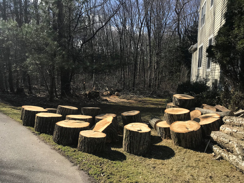 riptree.jpg