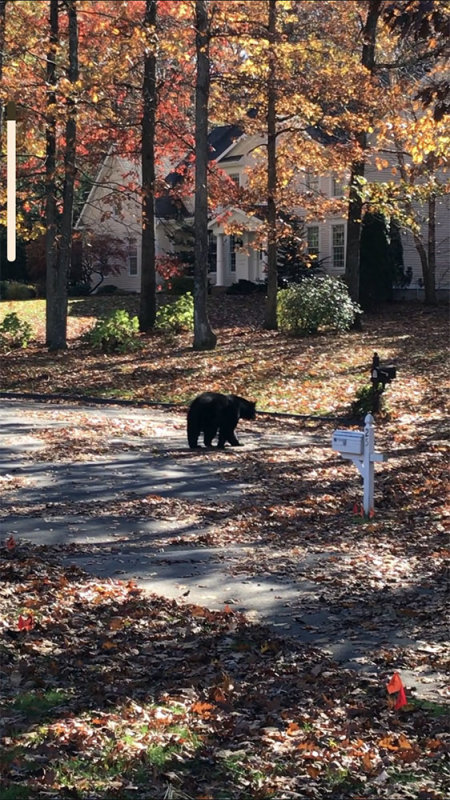 bearoct19.jpg