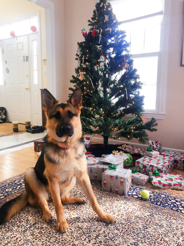 joni-tree19.jpg