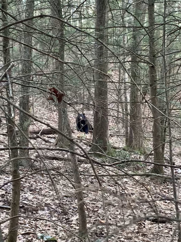 bear-woods20.jpg