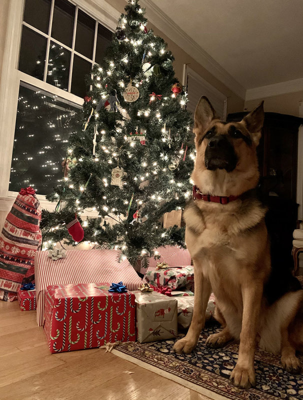 xmas2020-tree.jpg
