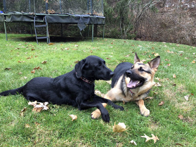 dogsXgiving19.jpg
