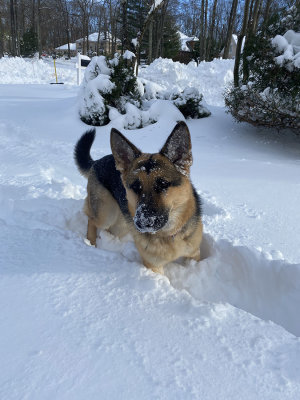 joni-snow20.jpg